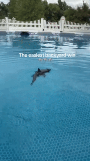 RC Swimming Dolphin Toy