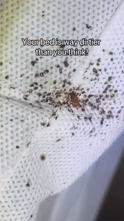 Ultrasonic UV Dust Mite Vacuum Cleaner